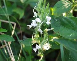 Image result for Justicia anagalloides