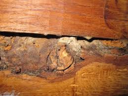 Wurmstichige antiquitäten können dadurch im wert gemindert oder gar gänzlich zerstört werden. Holzwurm Pilzbefall Im Esstisch Holz Insektenbefall
