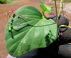 Image result for Boerhavia coccinea