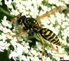 Pictures of black and yellow wasps. Note The Pinched Abdomen Known As A Wasp Waist This Wasp Is The Download Scientific Diagram