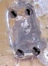 「http://robaloboatowners.com/forum/viewtopic.php?p hunt」的圖片搜尋結果