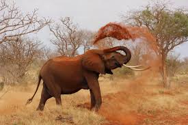 With thousands more domesticated and wild animal lists planned, our goal is to become the most comprehensive and thoroughly researched animal resource. Minding Animals International Inc Animal Studies Protecting Nonhuman Species