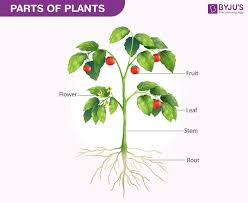 Biology Of Plants Parts Of Plants Diagram And Functions