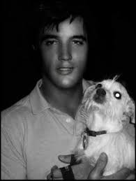 35 Elvis & Some Very Good Doggos ideas