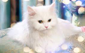 Cute cat images pixabay download free pictures. Cute Cats Pictures Free Download Persian Cat White Cats Cat Pics