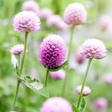 Image result for Gomphrena globosa