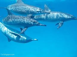 صور الدولفين Dolphin Facts Dolphin Photos Dolphins