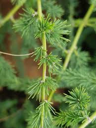 Image result for Asparagus devenishii