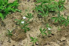Image result for Ipomoea magnusiana