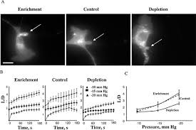 Elcikler anahtar kelimesiyle alakalı üretici olarak faaliyet gösteren güvenilir firmaları türkiye'nin en büyük ihracat portalında bulun. Micropipette Aspiration Of Substrate Attached Cells To Estimate Cell Stiffness Protocol Translated To Turkish