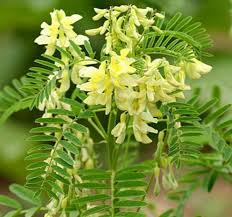 Image result for Astragalus