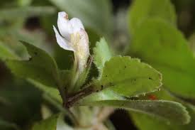 Image result for Vandellia subracemosa