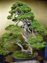 By William Feldman Bonsai Bonzaitree Outdoorbonsai Bonsai Pflanzen Baumgarten Bonsai Baum