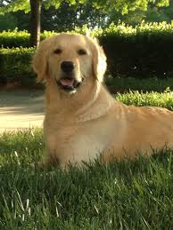 Oregon live puppies golden retriever. Oregon Live Puppies Golden Retriever Peepsburgh