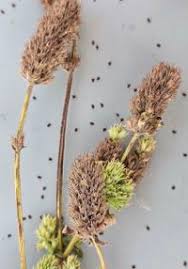 Image result for Cantinoa americana