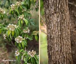 Image result for Volkameria glabra