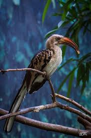Pin On Birds Feathered Delights