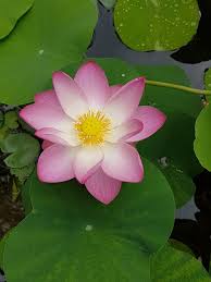 Nelumbo Nucifera Indian Lotus Among The First Flowering Plants On The Planet Plants Nelumbo Nucifera Planting Flowers