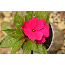 Image result for Impatiens apiculata