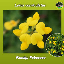 Image result for Sclerocarpus africanus