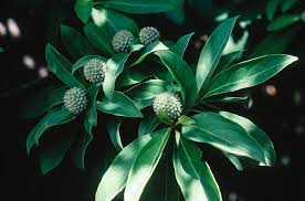 Image result for Cornaceae