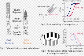Check spelling or type a new query. Sel Reseptor Sel Batang Kerucut Sel G Protein Digabungkan Reseptor Sinyal Transduksi Rod Campbell Hewan Aussie Png Pngwing