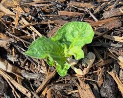 Image result for Pseudopodospermum hispanicum