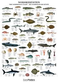 norwegian fish shellfish poster