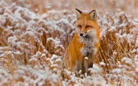 Download beautiful, curated free backgrounds on unsplash. Animal Desktop Wallpapers 64 Background Pictures