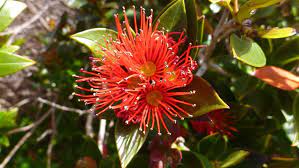 Check spelling or type a new query. Rata New Zealand Native Plants