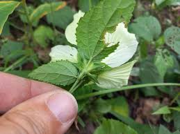 Image result for Hibiscus calyphyllus