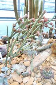 Image result for Aneilema umbrosum