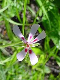 Image result for Pelargonium alchemilloides