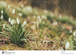 Snowdrop Flower Emoji Best Flower Wallpaper