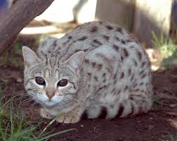 Beautiful Black And White Spotted Cat Cats White Bengal Cats Funny Cat Wallpapers Pictures Images And Photos White Bengal Cat Ashera Cat Bengal Cat