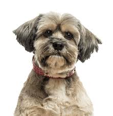 Browse thru our id verified puppy for sale listings to find your perfect puppy in your area. Shih Tzu Puppies For Sale Adoptapet Com