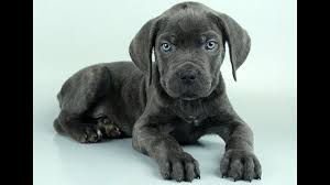 Check spelling or type a new query. Lab Puppies For Sale Near Me Craigslist Off 79 Www Usushimd Com