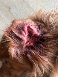 Image result for abscess dog's ear flap