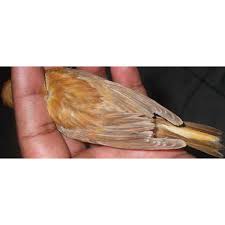 Sehingga burung ini hidup di banyak tempat. Kenari Bandung Indonesia Indonetwork