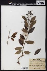 Image result for Embelia multiflora