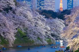 Guide and tips for cherry blossom viewing or hanami in tokyo, japan at ueno park. What You Need To Know About Japan S Cherry Blossom Season Jetstar