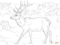 39 bull elk coloring pages for printing and coloring. Tule Elk Deer Coloring Page Free Printable Coloring Pages Coloring Home