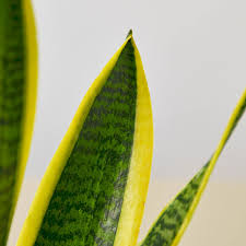 Image result for Vahadenia laurentii