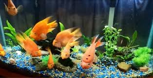 Aquarium Deko Selber Machen Inspirierende Ideen Und Tipps Selberbauen Aquariumeinrichten Fur Awesome Aquarium Decorations Fish Tank Decorations Aquarium