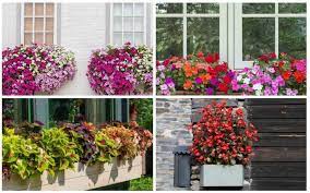 Window boxes are not just for flowers. 10 Best Flowers For Window Boxes In Shade Garden Lovers Club