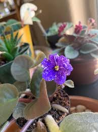 Please note that 20% of all sales will be paid to the society. African Flower Reddit Post And Comment Search Socialgrep