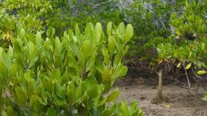 Image result for Ceriops