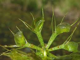 Image result for Aldrovanda vesiculosa