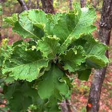 Image result for Turraea robusta
