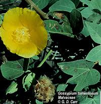 Image result for Gossypium